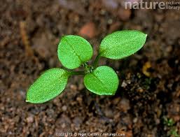 Attēlu rezultāti vaicājumam “Stellaria media”