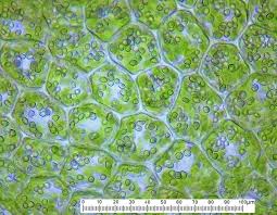 Attēlu rezultāti vaicājumam “Lophozia longidens”