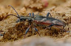 Attēlu rezultāti vaicājumam “Anastrangalia sanguinolenta female”