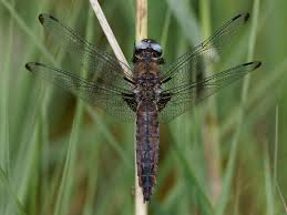 Attēlu rezultāti vaicājumam “Libellula fulva male”