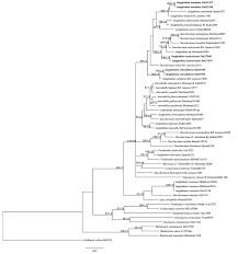 Attēlu rezultāti vaicājumam “Junghuhnia collabens”