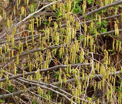Attēlu rezultāti vaicājumam “Carpinus caroliniana female flower”