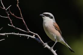 Attēlu rezultāti vaicājumam “Lanius collurio male”