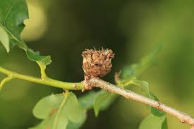 Attēlu rezultāti vaicājumam “Andricus foecundatrix”
