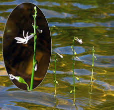 Attēlu rezultāti vaicājumam “Lobelia dortmanna”