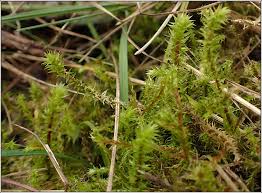 Attēlu rezultāti vaicājumam “Rhytidiadelphus”