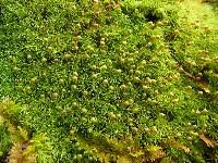 Attēlu rezultāti vaicājumam “Bartramia pomiformis sporophyte”