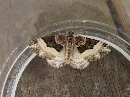 Attēlu rezultāti vaicājumam “Euphyia unangulata”