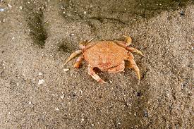 Image result for Cancer irroratus