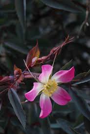 Attēlu rezultāti vaicājumam “Rosa glauca flower”