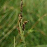 Attēlu rezultāti vaicājumam “Carex cespitosa”