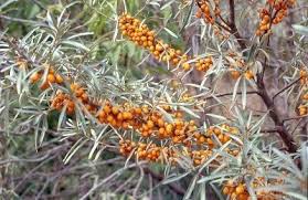 Attēlu rezultāti vaicājumam “Hippophae rhamnoides fruit”