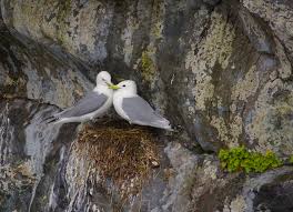 Attēlu rezultāti vaicājumam “Rissa tridactyla nest”