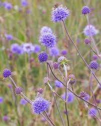 Image result for Succisa pratensis