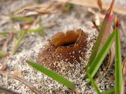 Attēlu rezultāti vaicājumam “Peziza ammophila”