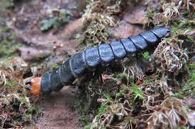 Attēlu rezultāti vaicājumam “Lygistopterus sanguineus larva”