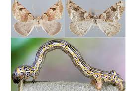 Attēlu rezultāti vaicājumam “Geometridae”