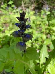 Attēlu rezultāti vaicājumam “Ajuga genevensis leaf”