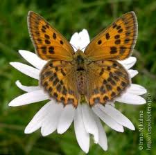 Attēlu rezultāti vaicājumam “Lycaena virgaureae”