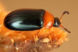 Attēlu rezultāti vaicājumam “Tetratoma fungorum”