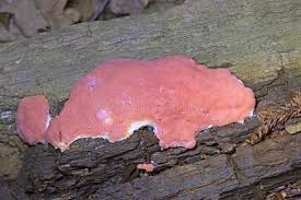 Attēlu rezultāti vaicājumam “Dictydiaethalium plumbeum young”