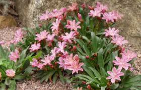 Image result for Bitterwurz