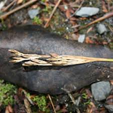 Attēlu rezultāti vaicājumam “Juncus squarrosus fruit”