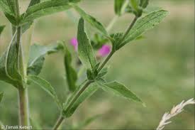 Attēlu rezultāti vaicājumam “Epilobium hirsutum leaf”
