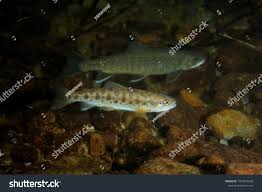 Image result for Salvelinus malma