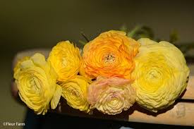 Attēlu rezultāti vaicājumam “Ranunculus mendax flower”