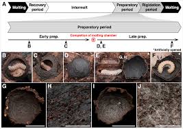 Attēlu rezultāti vaicājumam “Strongylosoma pallipes”