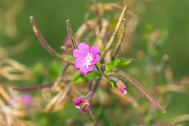 Attēlu rezultāti vaicājumam “Epilobium hirsutum flower”