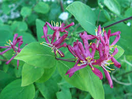 Attēlu rezultāti vaicājumam “Lonicera tatarica flower”