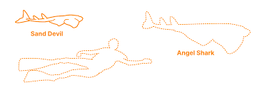 Image result for Squatina dumeril