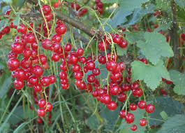 Attēlu rezultāti vaicājumam “Ribes rubrum leaf”