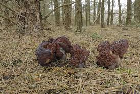 Attēlu rezultāti vaicājumam “Gyromitra esculenta”