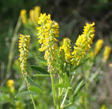 Attēlu rezultāti vaicājumam “Melilotus officinalis leaf”