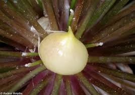 Attēlu rezultāti vaicājumam “Allium holandicum bud”