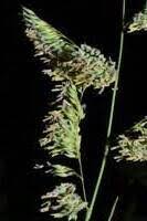 Attēlu rezultāti vaicājumam “Phalaroides arundinacea”