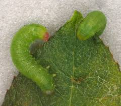 Attēlu rezultāti vaicājumam “Pristiphora maesta larva”