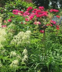 Image result for Aruncus dioicus