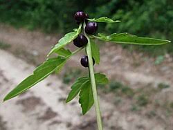Attēlu rezultāti vaicājumam “Cardamine bulbifera”