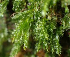 Attēlu rezultāti vaicājumam “Tetraphis pellucida sporophyte”