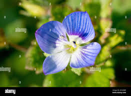 Attēlu rezultāti vaicājumam “Veronica persica flower”