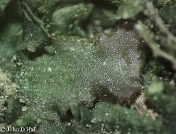 Attēlu rezultāti vaicājumam “Blasia pusilla sporophyte”