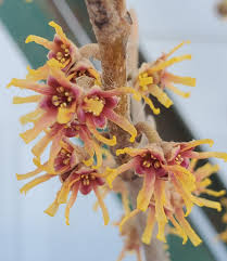 Attēlu rezultāti vaicājumam “Hamamelis vernalis flower”