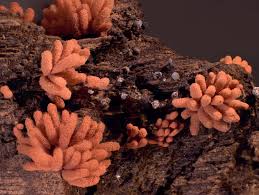 Attēlu rezultāti vaicājumam “Heterotrichia insignis (syn. Arcyria insignis) macro”