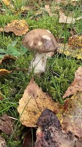 Attēlu rezultāti vaicājumam “Leccinum scabrum”