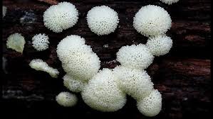 Attēlu rezultāti vaicājumam “Ceratiomyxa porioides plasmodium”