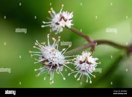 Attēlu rezultāti vaicājumam “Sanicula europaea flower”